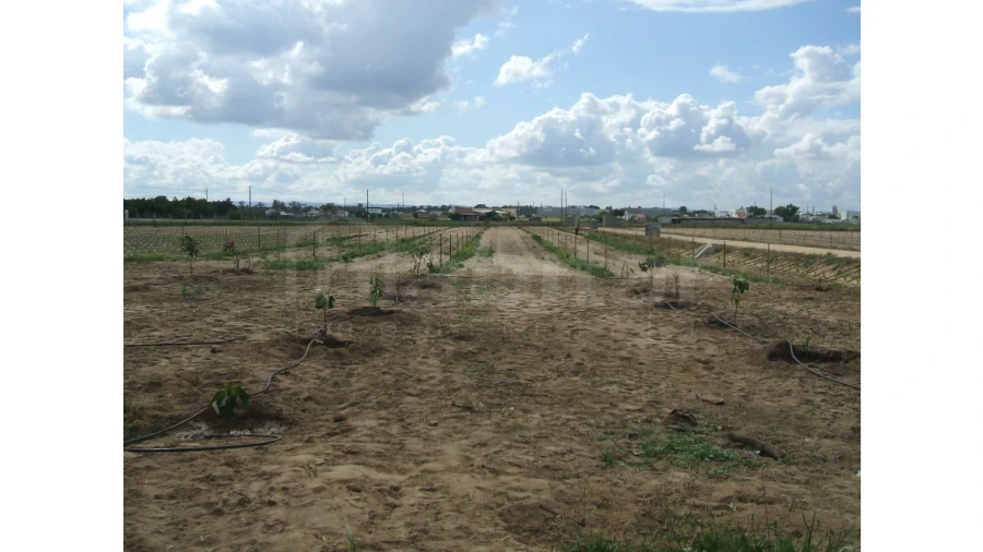Quinta para Venda em Benavente Foto 12