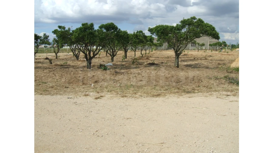 Quinta para Venda em Benavente Foto 13