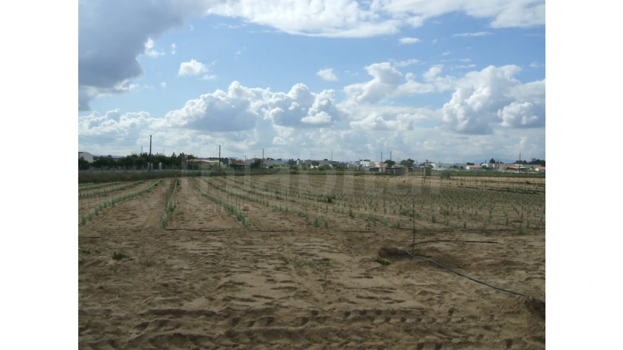 Quinta para Venda em Benavente Foto 14