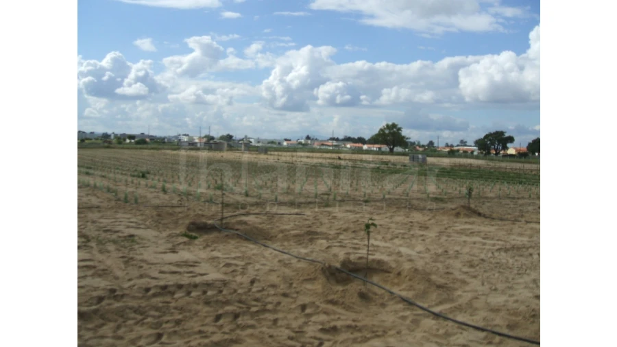 Quinta para Venda em Benavente Foto 15