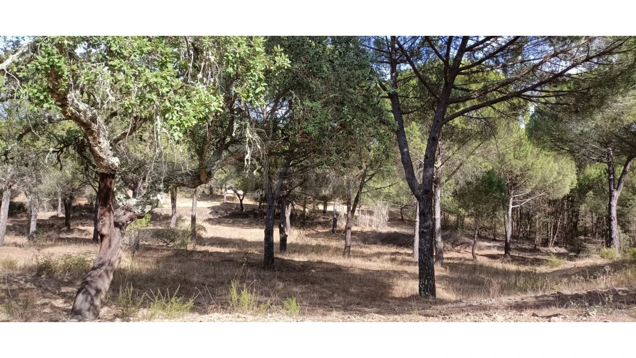 Terreno para Venda em Couço Foto 6