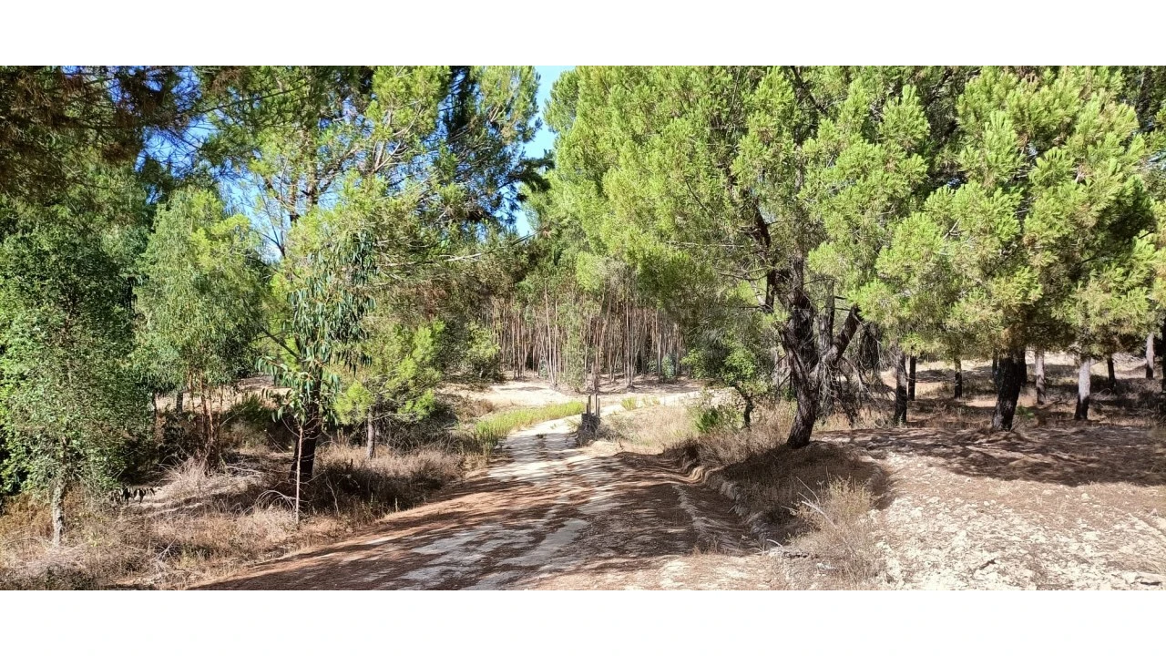 Terreno para Venda em Couço Foto 9