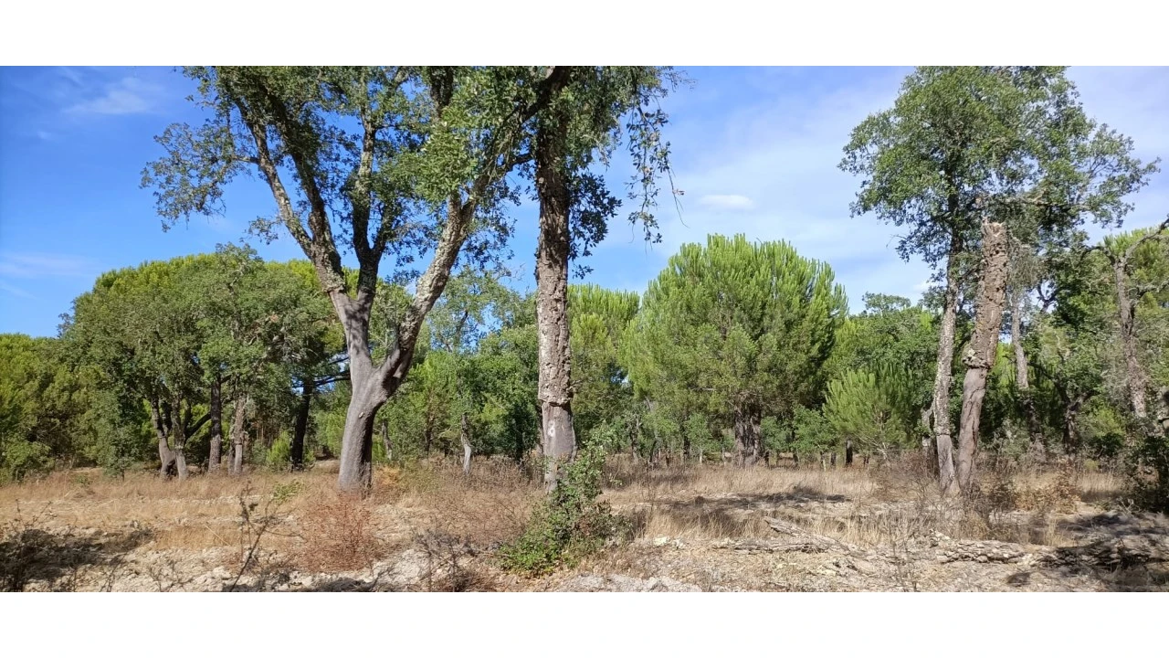 Terreno para Venda em Couço Foto 10