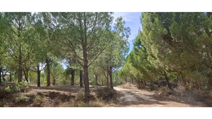 Terreno para Venda em Couço Foto 8