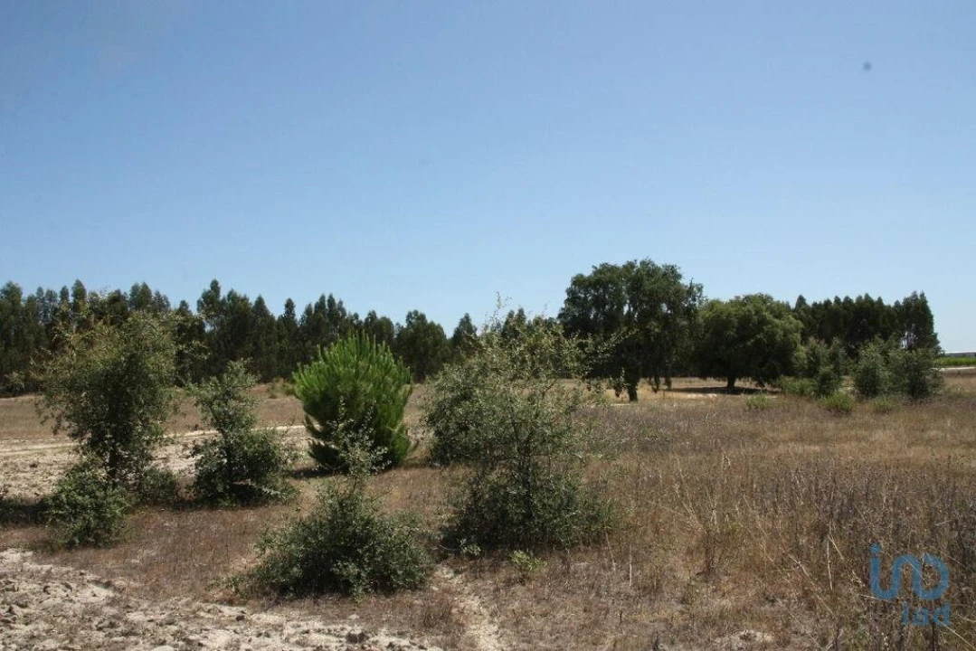 Terreno para Venda em Pegões Foto 12