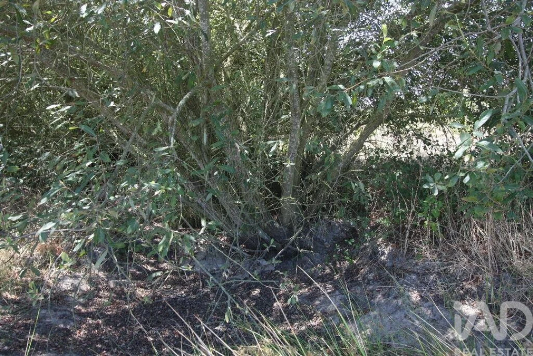 Terreno para Venda em Pegões Foto 23