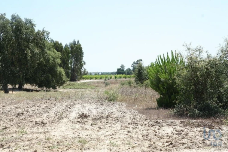 Terreno para Venda em Pegões Foto 2