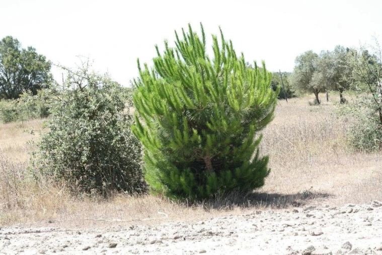 Terreno para Venda em Pegões Foto 26
