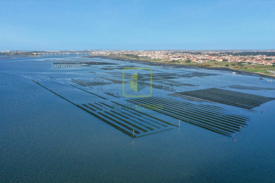 Terreno Agricola ou Rústico para Venda em Esgueira Foto 10