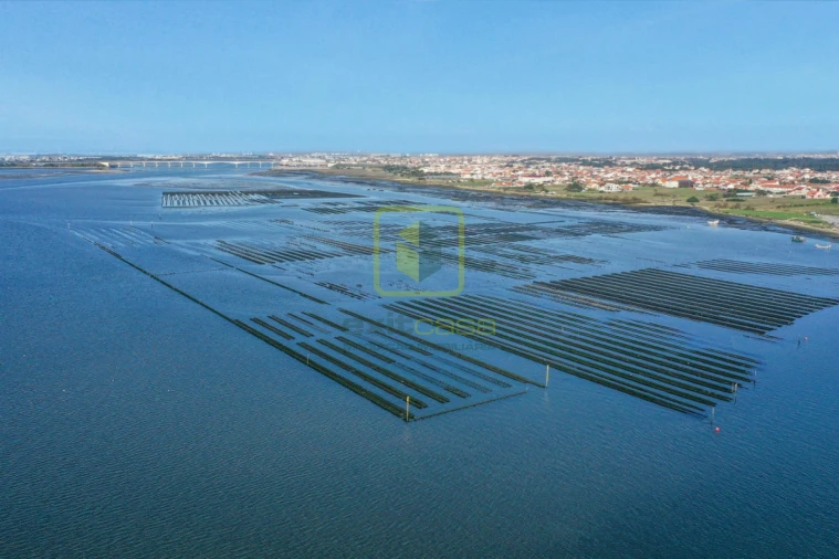 Terreno Agricola ou Rústico para Venda em Esgueira Foto 10