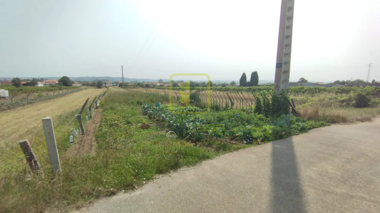 Terreno Agricola ou Rústico para Venda em Esgueira Foto 3