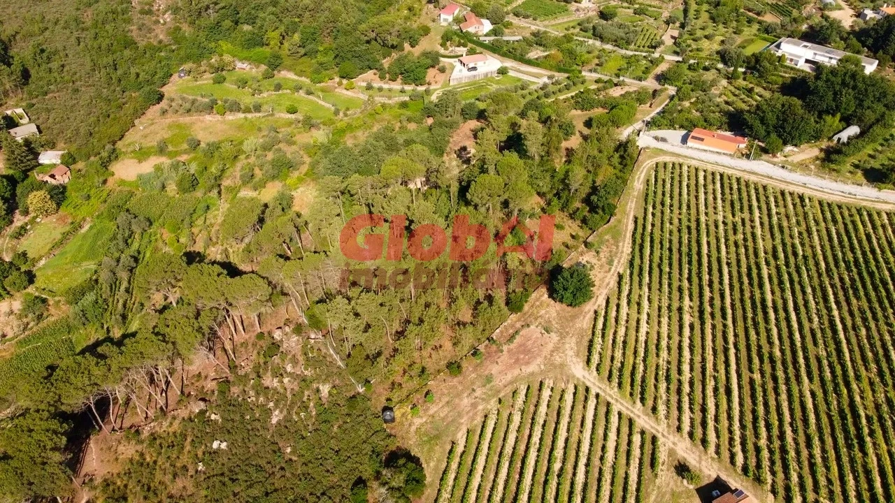 Quinta T1 para Venda em São João de Lourosa Foto 9