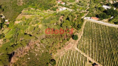 Quinta T1 para Venda em São João de Lourosa