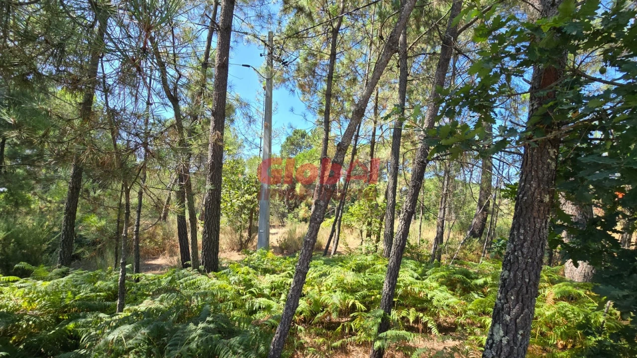 Terreno Agricola ou Rústico para Venda em Rio de Loba Foto 2