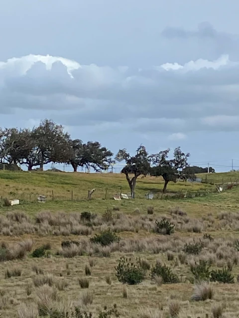 Terreno para Venda em Ourique