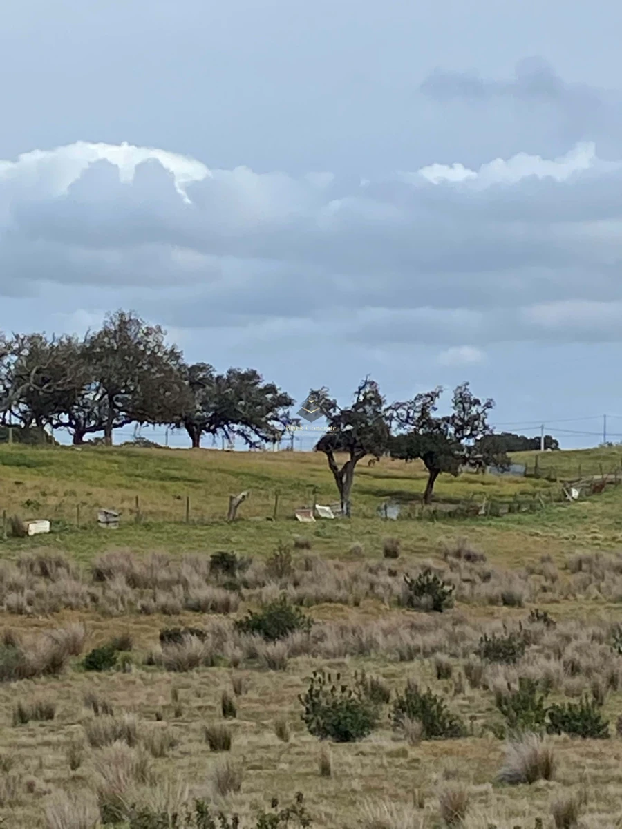 Terreno para Venda em Ourique Foto 18