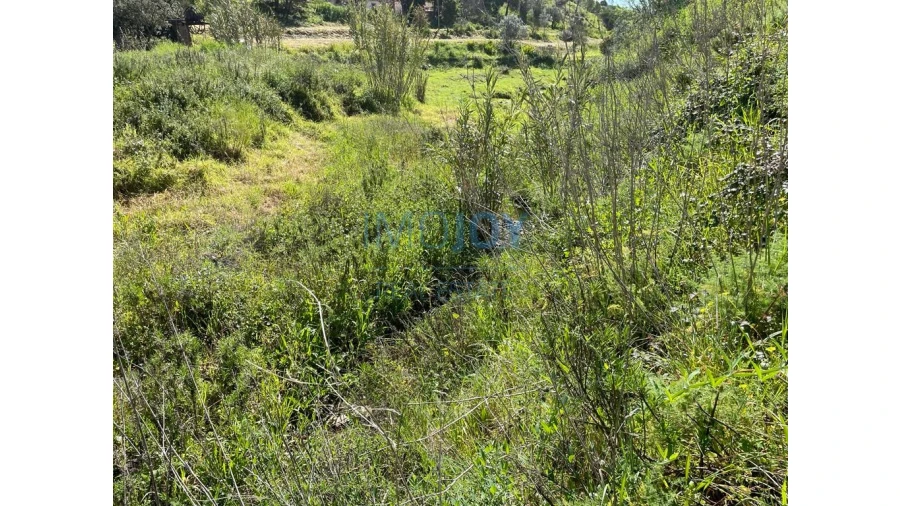 Terreno Agricola ou Rústico para Venda em Mexilhoeira Grande Foto 12