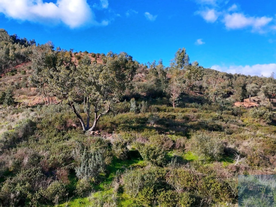 Terreno Misto para Venda em Alferce Foto 4