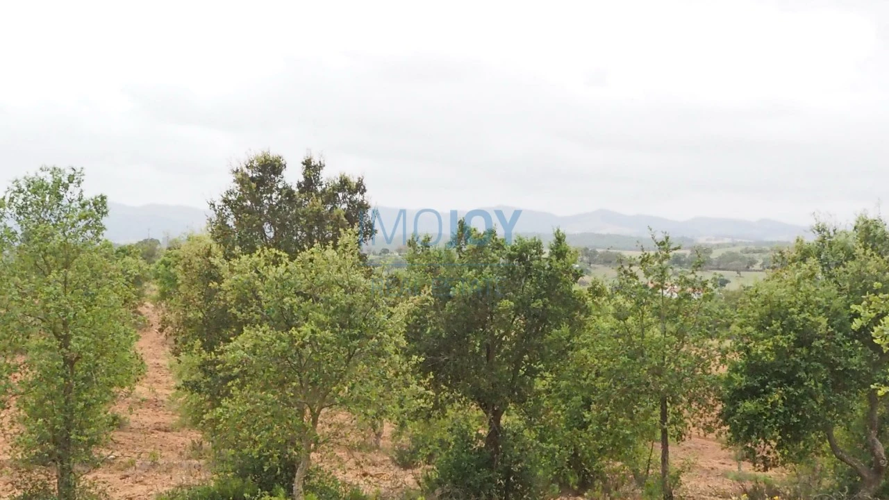 Terreno Agricola ou Rústico para Venda em Cercal Foto 6