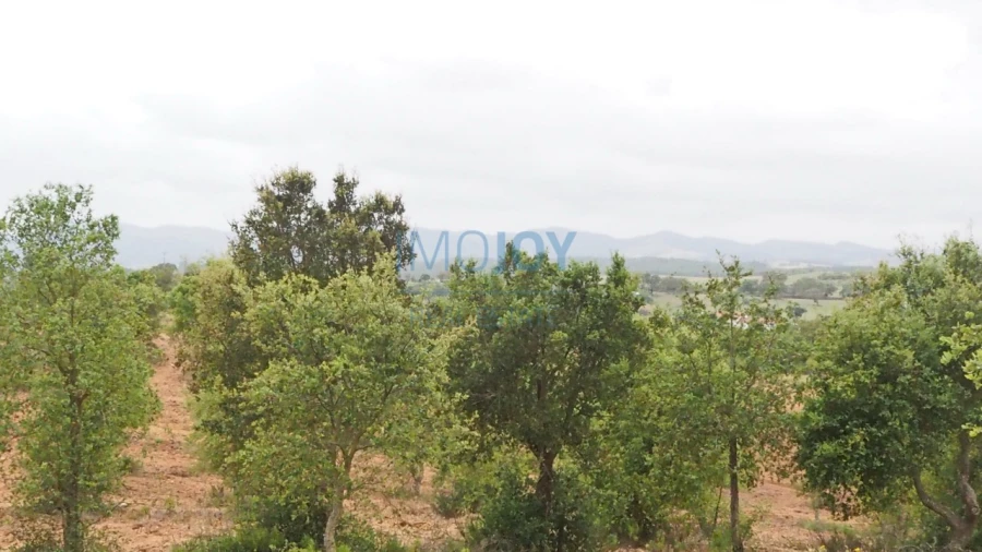 Terreno Agricola ou Rústico para Venda em Cercal Foto 6