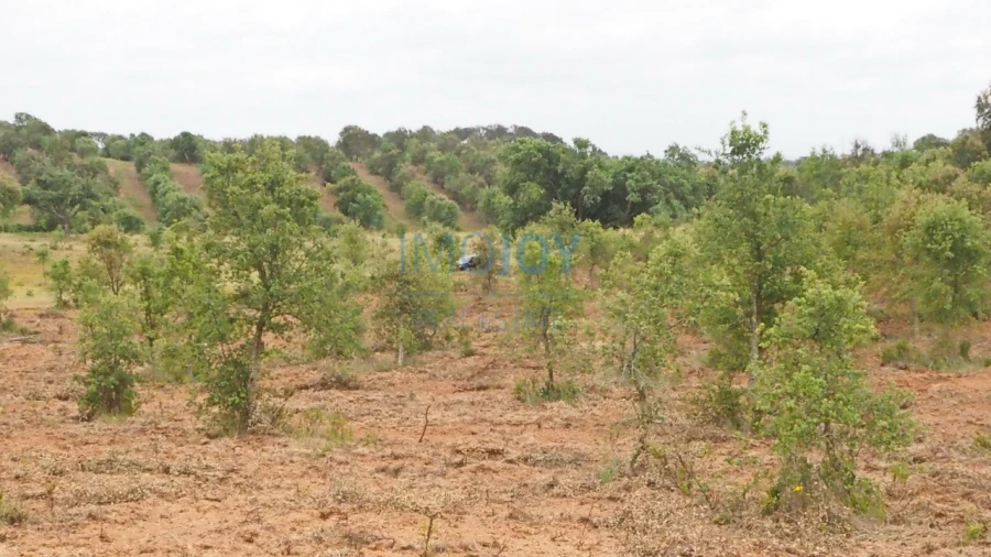 Terreno Agricola ou Rústico para Venda em Cercal Foto 8
