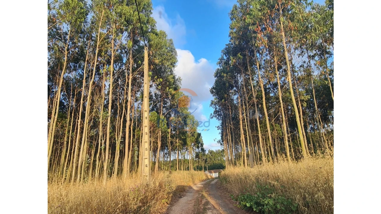 Terreno Comércio / Armazém para Venda em Campelos e Outeiro da Cabeça Foto 4