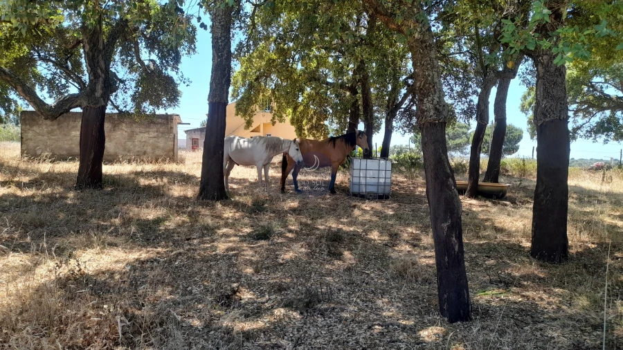 Terreno para Venda em Chamusca e Pinheiro Grande Foto 4