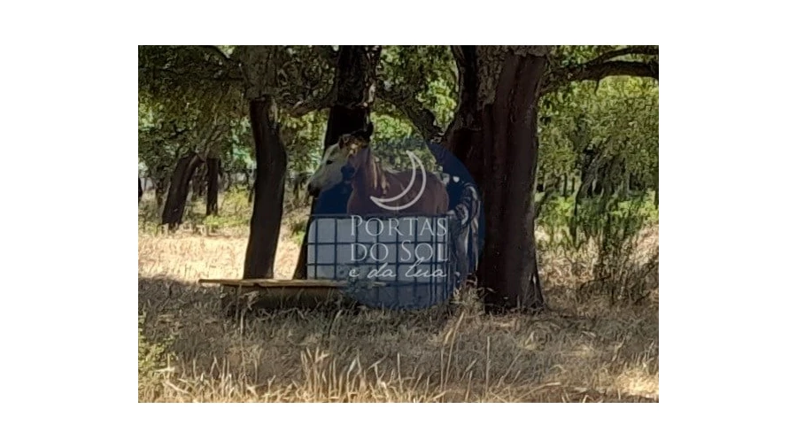 Terreno para Venda em Chamusca e Pinheiro Grande Foto 5