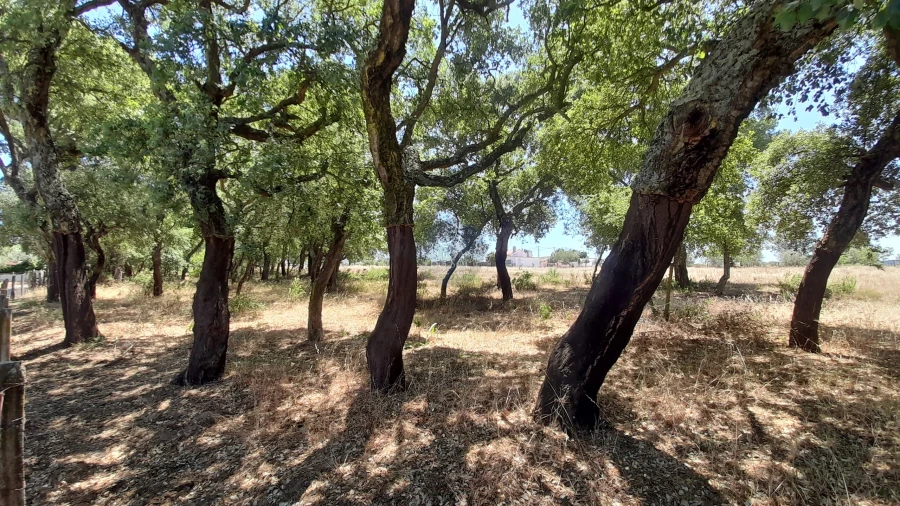 Terreno para Venda em Chamusca e Pinheiro Grande Foto 2