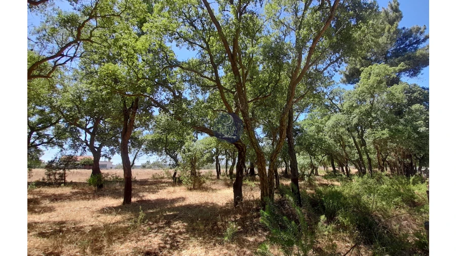 Terreno para Venda em Chamusca e Pinheiro Grande Foto 3