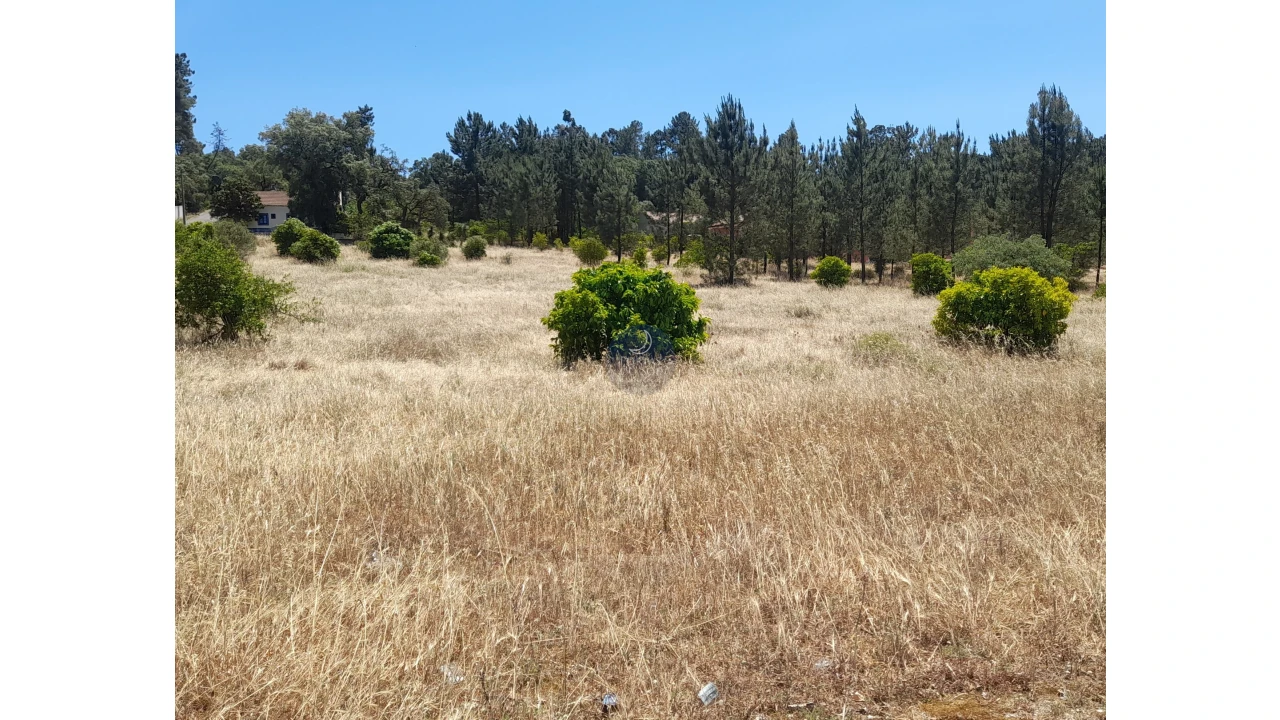 Terreno para Venda em Chamusca e Pinheiro Grande Foto 6