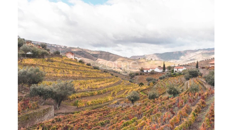 Quinta T10 para Venda em Ervedosa do Douro Foto 6