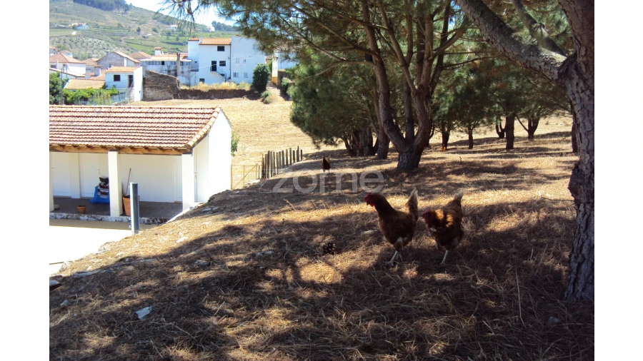 Quinta T10 para Venda em Ervedosa do Douro Foto 39
