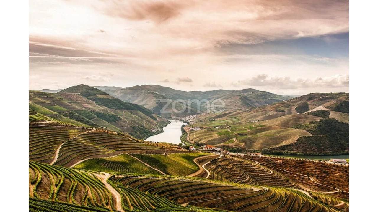 Quinta T10 para Venda em Ervedosa do Douro Foto 14