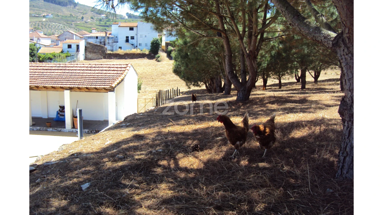 Quinta T10 para Venda em Ervedosa do Douro Foto 39