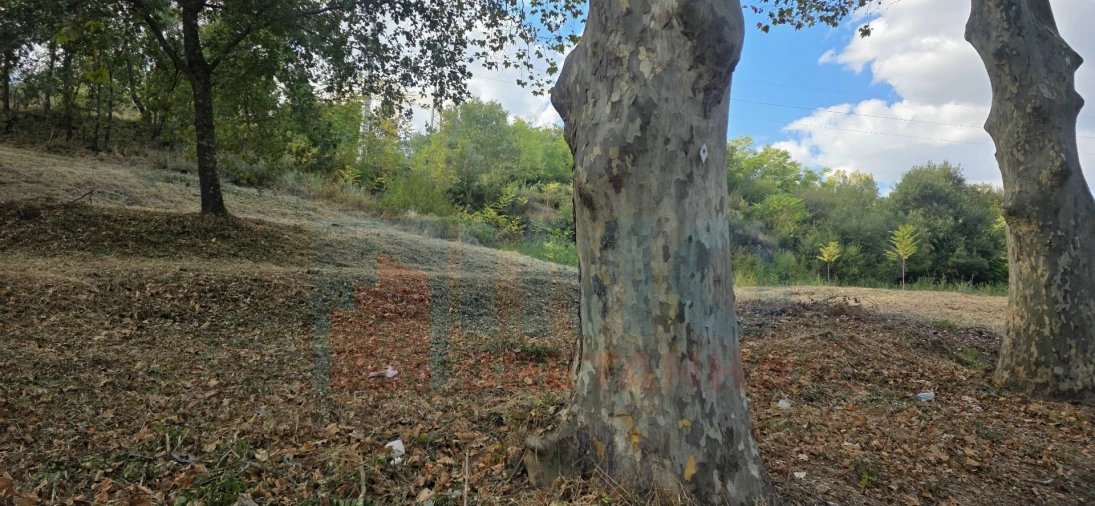Terreno para Venda em Boidobra Foto 23