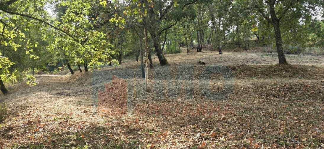 Terreno para Venda em Boidobra Foto 24