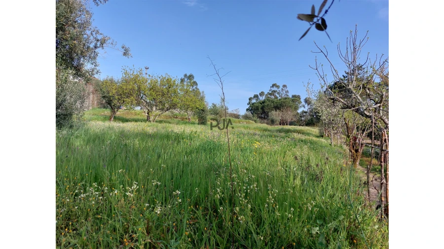 Moradia T1 para Venda em Fornos de Maceira Dão Foto 6
