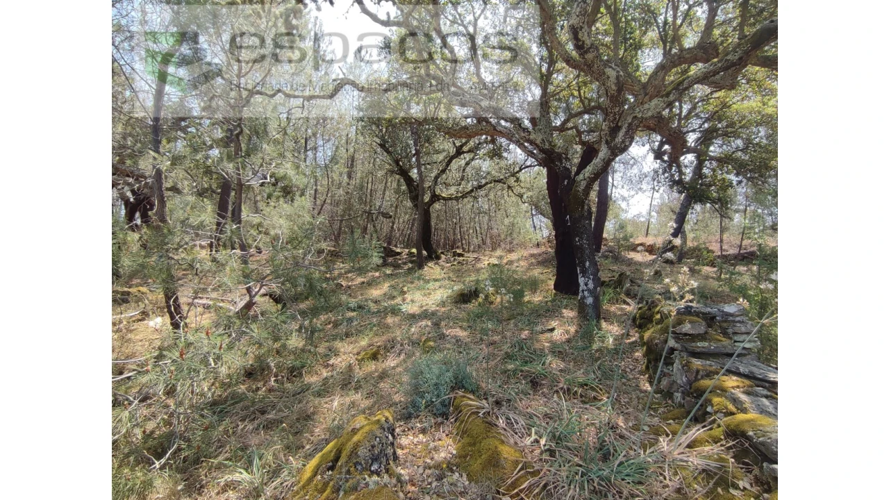 Terreno Agricola ou Rústico para Venda em Benquerenças Foto 5