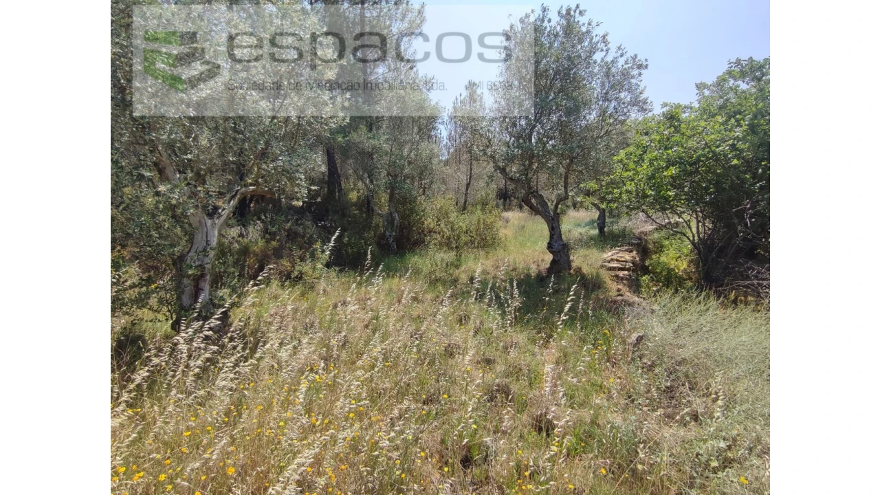 Terreno Agricola ou Rústico para Venda em Benquerenças Foto 9