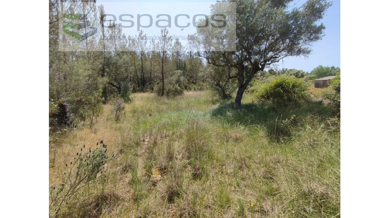 Terreno Agricola ou Rústico para Venda em Benquerenças Foto 4