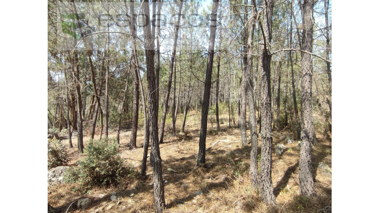 Terreno Agricola ou Rústico para Venda em Benquerenças Foto 14