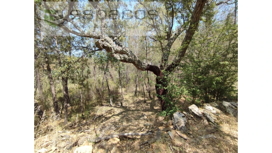 Terreno Agricola ou Rústico para Venda em Benquerenças Foto 6
