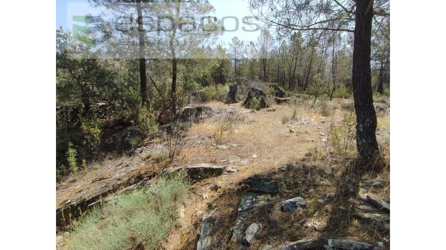 Terreno Agricola ou Rústico para Venda em Benquerenças Foto 8