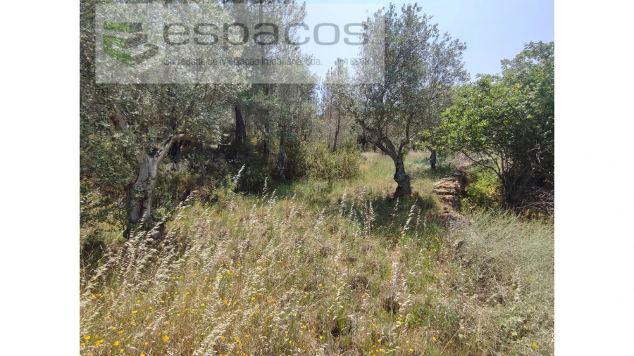 Terreno Agricola ou Rústico para Venda em Benquerenças Foto 9