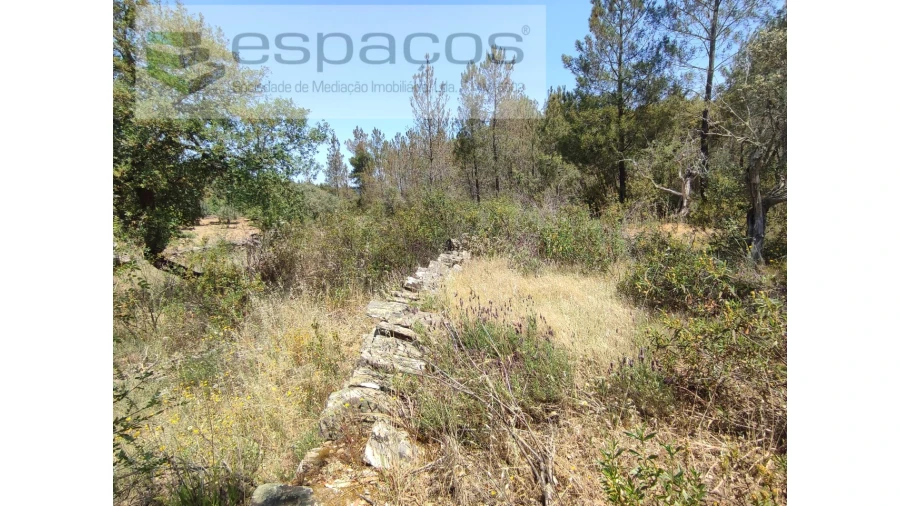 Terreno Agricola ou Rústico para Venda em Benquerenças Foto 12