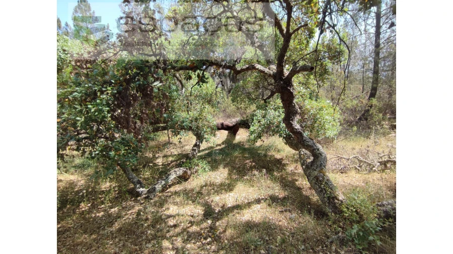 Terreno Agricola ou Rústico para Venda em Benquerenças Foto 13