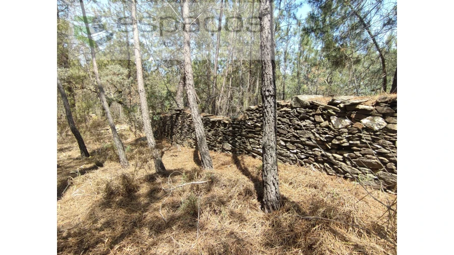 Terreno Agricola ou Rústico para Venda em Benquerenças Foto 10