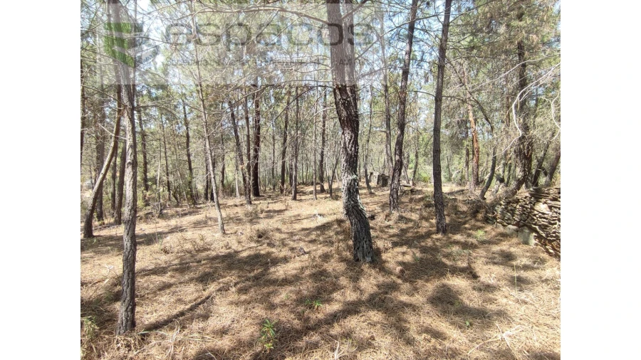 Terreno Agricola ou Rústico para Venda em Benquerenças Foto 15