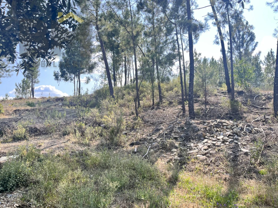 Quinta T0 para Venda em Santo Andre das Tojeiras Foto 34